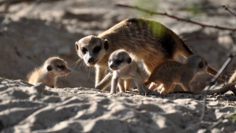 Suricata adulta con crías de suricata en la arena del Kalahari