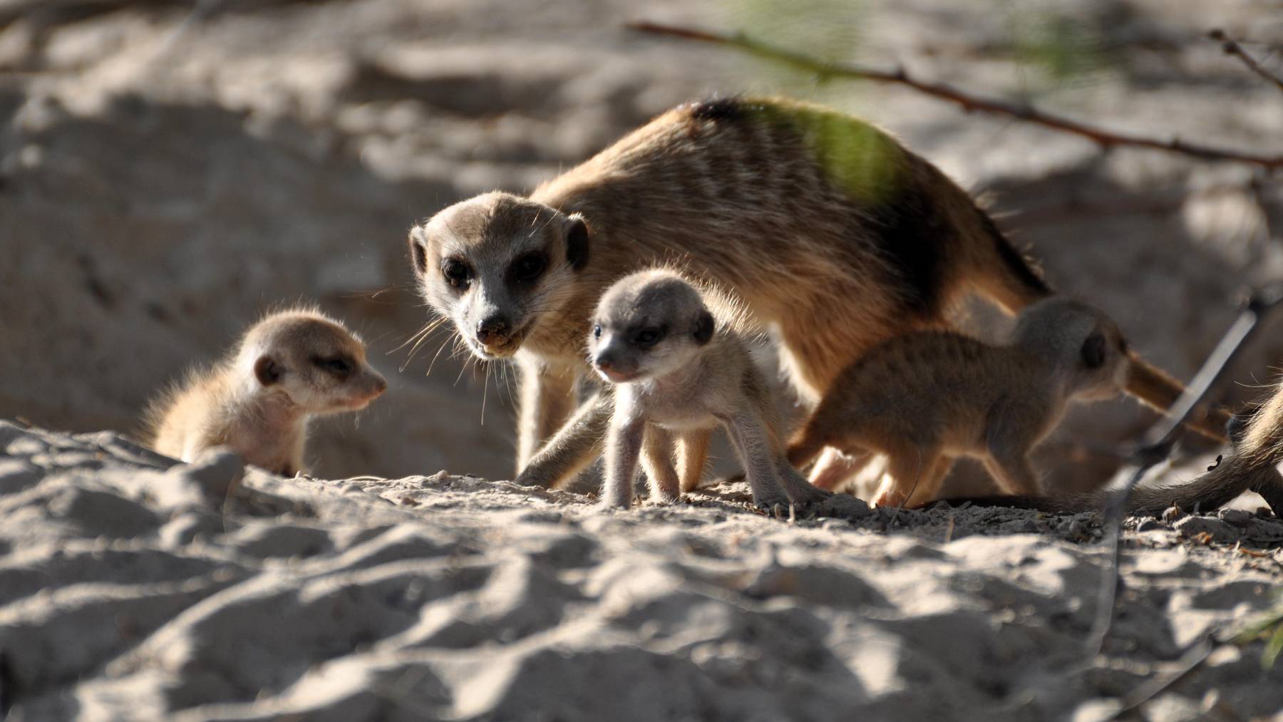 Suricata adulta con crías de suricata en la arena del Kalahari