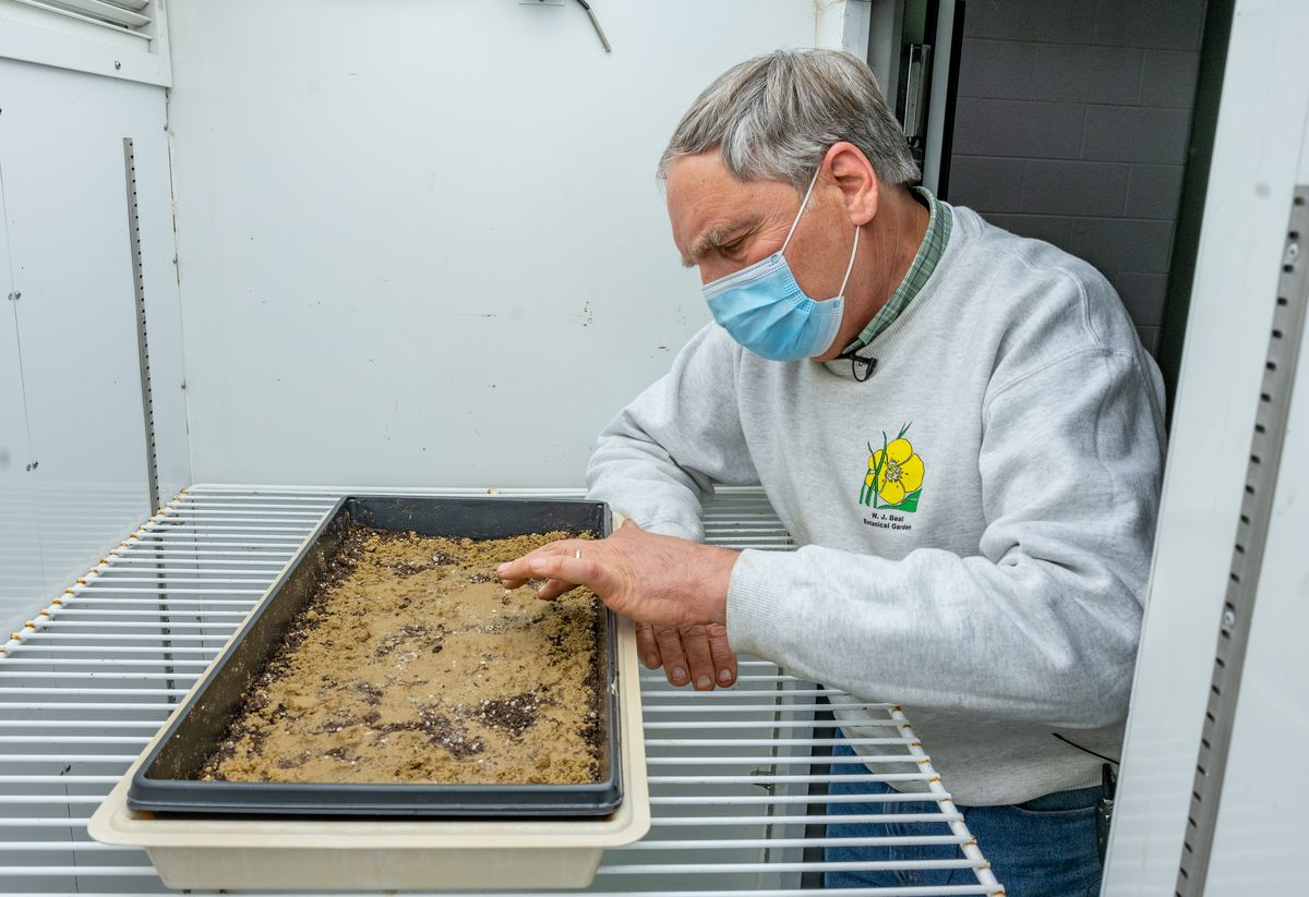 Frank Telewski extiende sobre una bandeja la arena con semillas de la botella del experimento de Beal