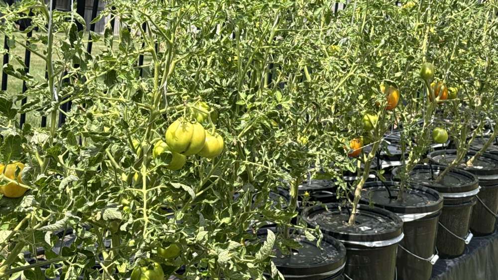 Tomateras del huerto hidropónico de HydroBlossom en cubos negros en Short Hills (Nueva Jersey)