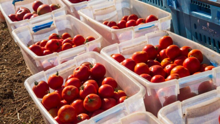 Cajas de tomates cosechados en una parcela de la Universidad Estatal de Oregón donde se ensaya cultivar sin riego