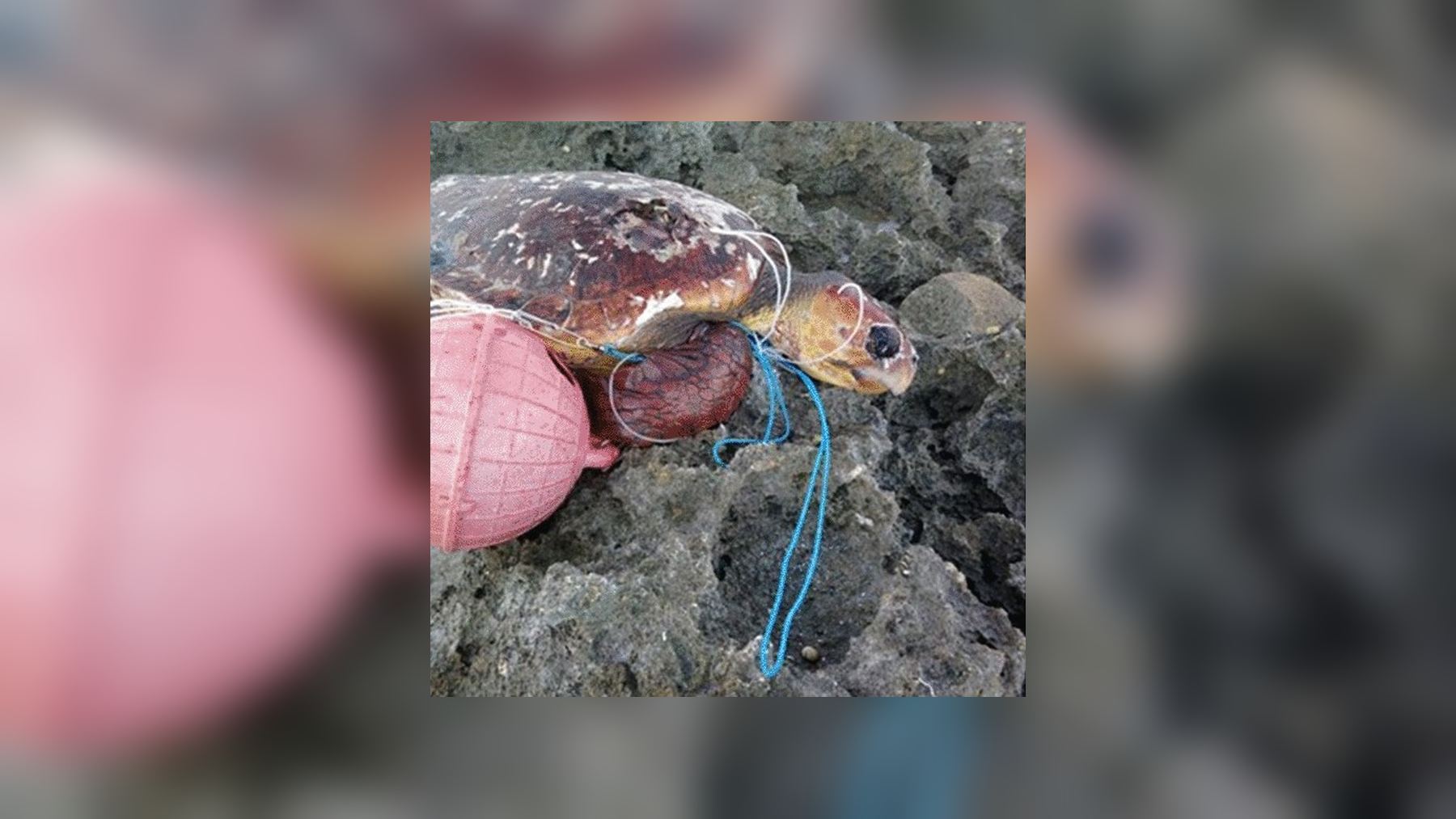 Tortuga boba muerta enredada en basura pesquera, con una boya y cuerdas, en las rocas del atolón de Aldabra, en Seychelles