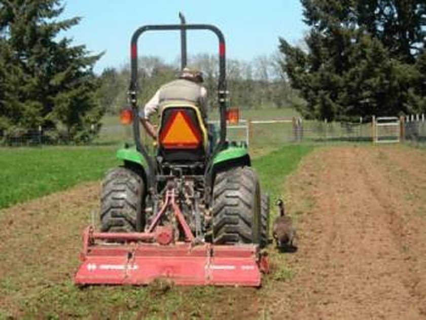 Tractor con fresadora preparando la tierra de una parcela de secano seguido por un ganso