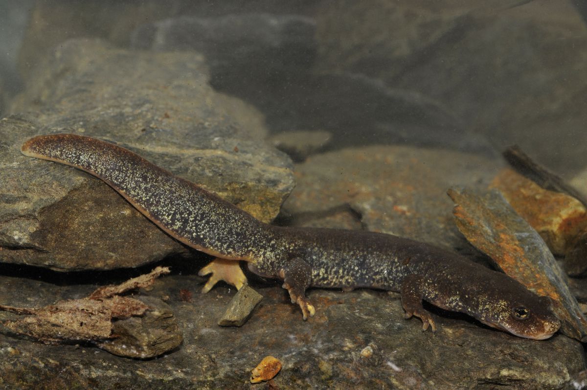 Tritón del Montseny sobre piedras bajo el agua