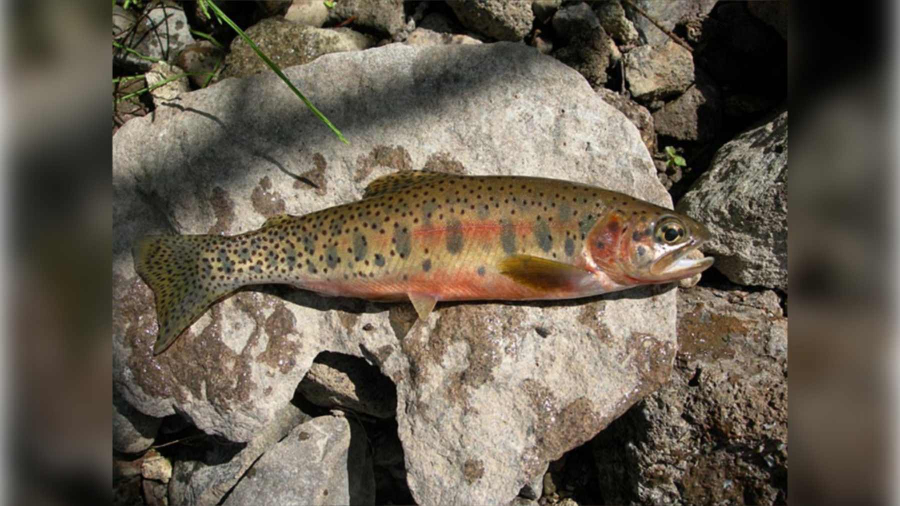 Trucha degollada westslope sobre una roca, con sus manchas negras y tonos rojizos