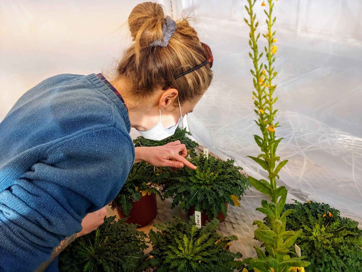 Una investigadora examina plantas de Verbascum en macetas, una de ellas con un tallo en flor