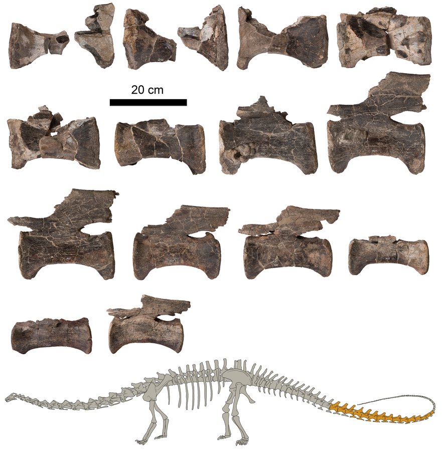 Las 14 vértebras de la cola del Diplodocus de El Castellar con una silueta que marca en naranja la parte del esqueleto conservada