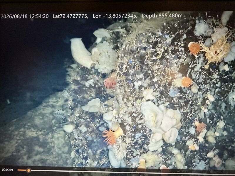 Anémonas, esponjas y otros organismos sobre una roca del fondo marino a 855 metros de profundidad, grabados por el robot submarino Étaín