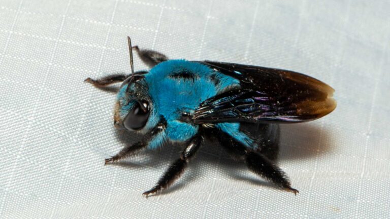 Hembra de abeja carpintera azul (Xylocopa caerulea) con el pelo azul intenso del tórax, fotografiada en Malasia