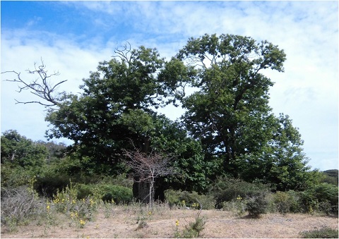 CastacentenarioCeutas 88 original