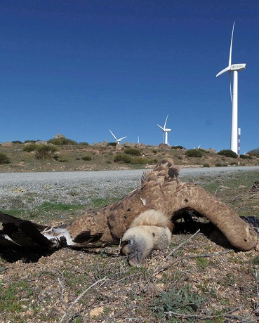 4788635464450460668 o 31 original