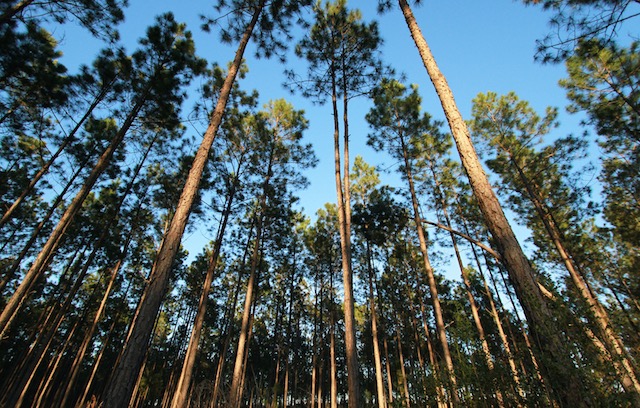 Apple ‘apuesta’ por las energías renovables 2 tewfdhh 27 original