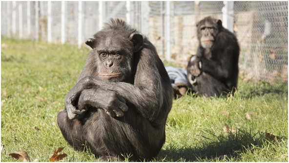 Rainfer el santuario de primates de Madrid al borde de la ruina 1 MONOS11 4 original
