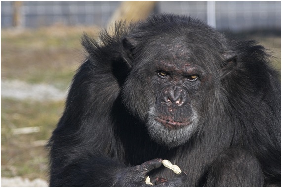Rainfer el santuario de primates de Madrid al borde de la ruina 4 MONOS14 15 original