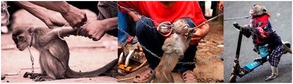 Rainfer el santuario de primates de Madrid al borde de la ruina 6 MONOS16 64 original