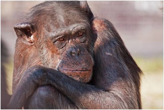 Rainfer el santuario de primates de Madrid al borde de la ruina 7 MONOS17 90 original