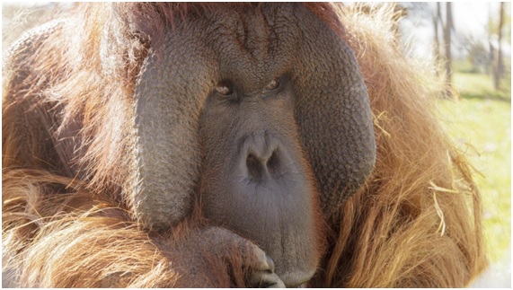 Rainfer el santuario de primates de Madrid al borde de la ruina 8 MONOS18 87 original