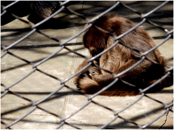 Rainfer el santuario de primates de Madrid al borde de la ruina 9 MONOS19 68 original