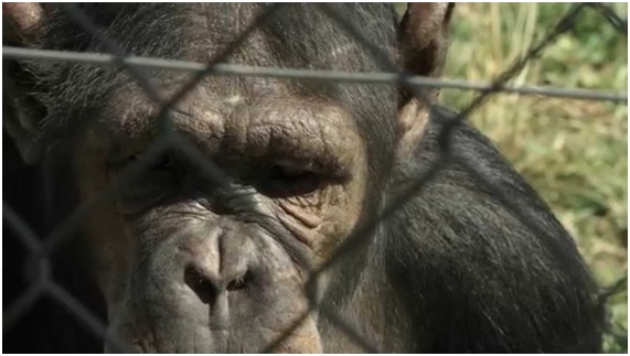 Rainfer el santuario de primates de Madrid al borde de la ruina 10 MONOS20 67 original