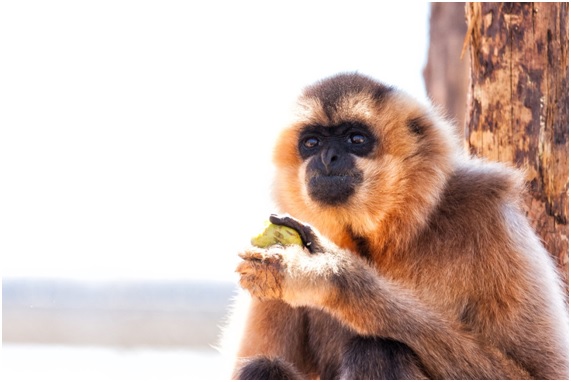 Rainfer el santuario de primates de Madrid al borde de la ruina 14 MONOS24 89 original