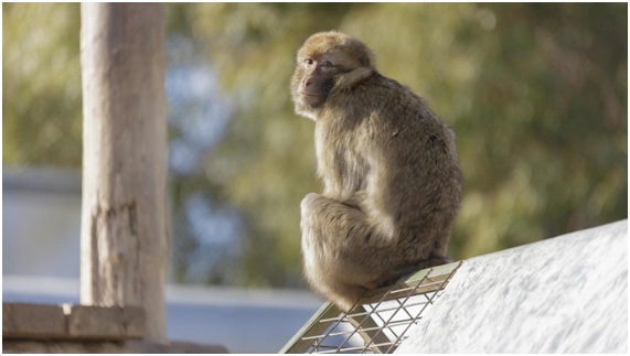 Las tristes historias de los animales de Rainfer 1 RAIN11 49 original