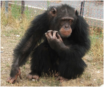 Las tristes historias de los animales de Rainfer 4 RAIN14 16 original