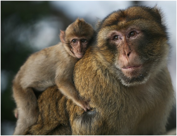 Las tristes historias de los animales de Rainfer 5 RAIN15 66 original