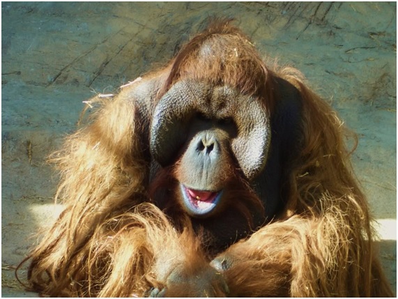 Las tristes historias de los animales de Rainfer 6 RAIN16 47 original