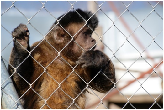 Las tristes historias de los animales de Rainfer 7 RAIN17 93 original