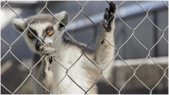 Las tristes historias de los animales de Rainfer 8 RAIN18 35 original