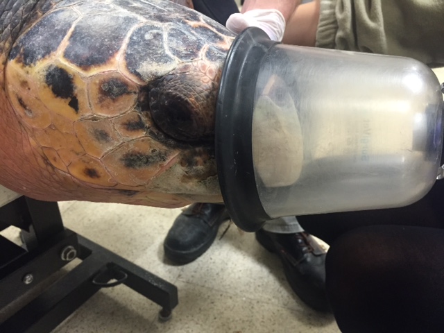 IMG 36273 32 original