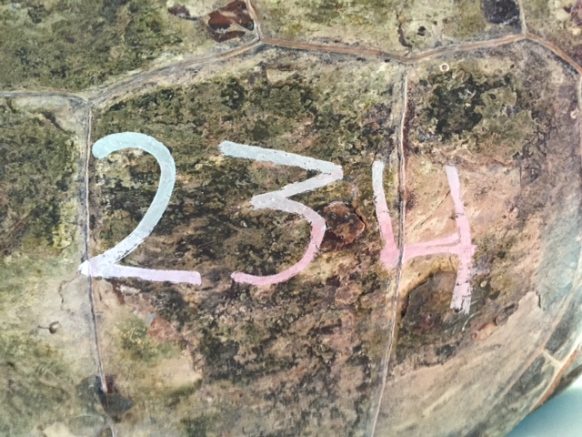 IMG 37281 31 original