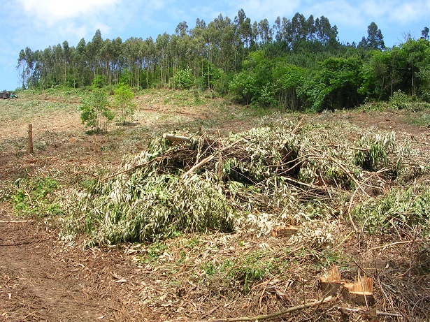 Ocalitos4 91 original