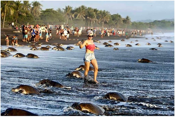 TURISTA14 31 original