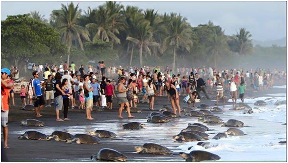 TURISTA15 57 original