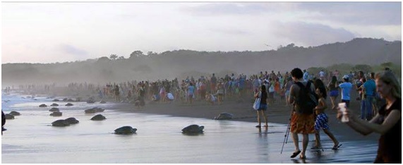 TURISTA17 94 original