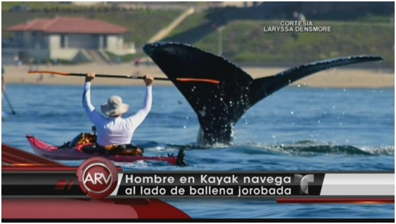 TURISTA18 48 original