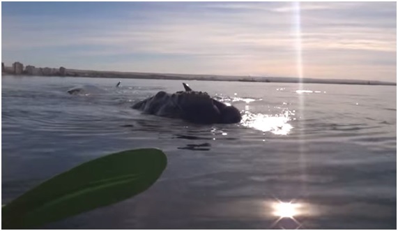 TURISTA19 71 original