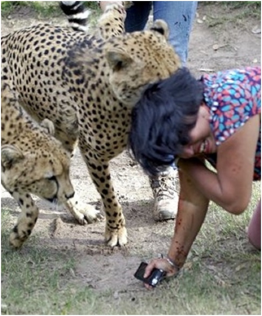 TURISTA22 32 original