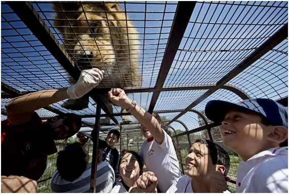 TURISTA25 52 original