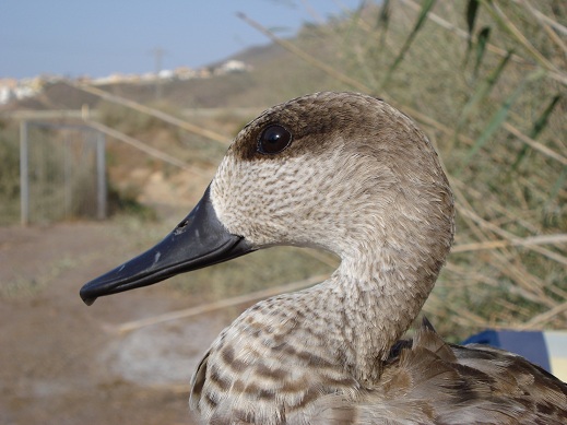 DSC00700 84 original