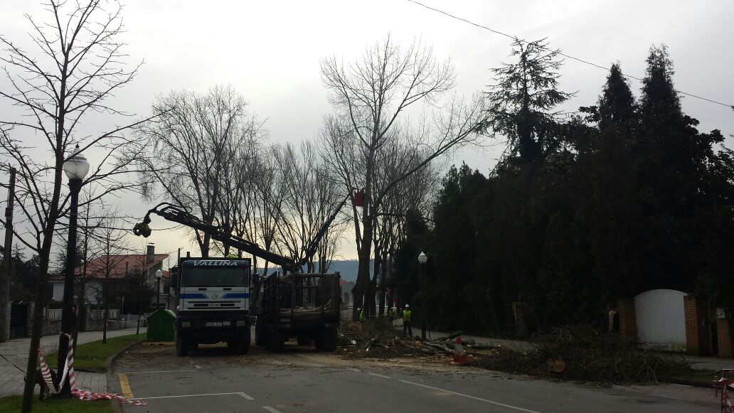 El Ayuntamiento de Gijón consuma el arboricidio 1 Talachopos1 26 original