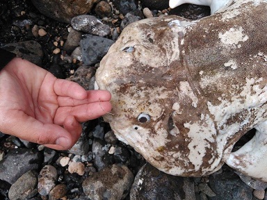 112Anzuelo1 9 original