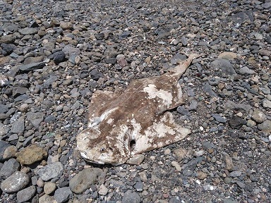 113Muerto2 46 original