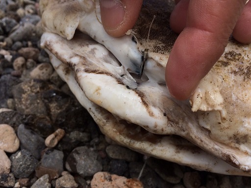 11IMG 8088 31 original