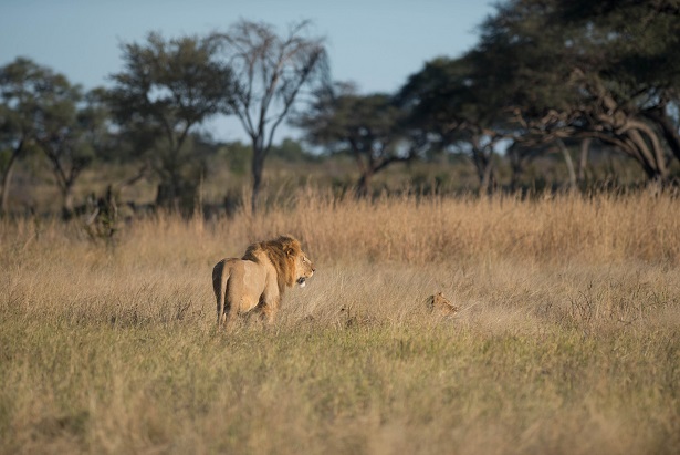 leonessa 44 original