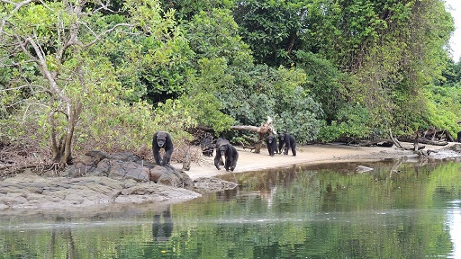 Abandono de 60 chimpancés utilizados en experimentación biomédica en una isla de Liberia 1 1 95 original
