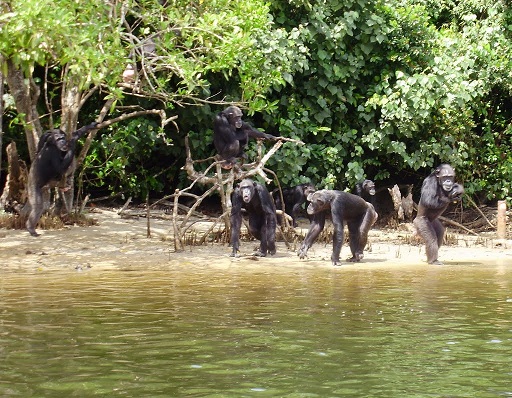 Abandono de 60 chimpancés utilizados en experimentación biomédica en una isla de Liberia 5 5 15 original