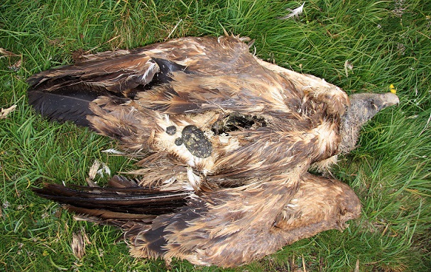 Colectivo Azálvaro denuncia tres nuevas muertes de buitres leonados en el plazo de una semana 1 FOTO2 53 original