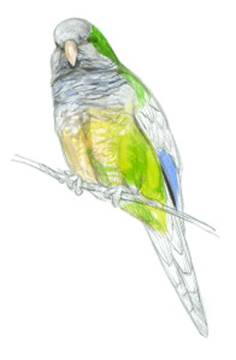 Arranca el primer censo nacional de cotorras 1 ad 77 original